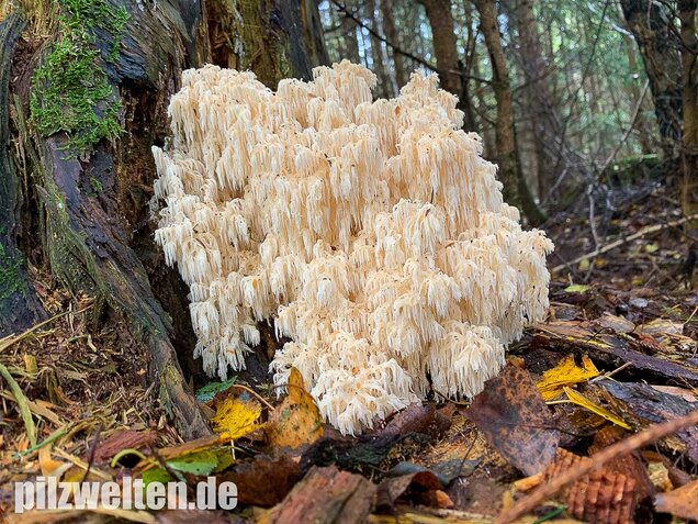 Tannenstachelbart, Hericium flagellum