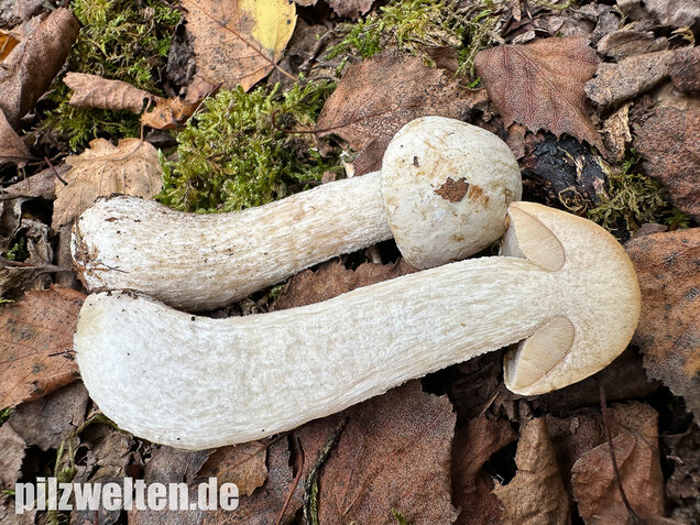 Wollstieliger Raufußröhrling (weiße Form), Leccinum cyaneobasileucum