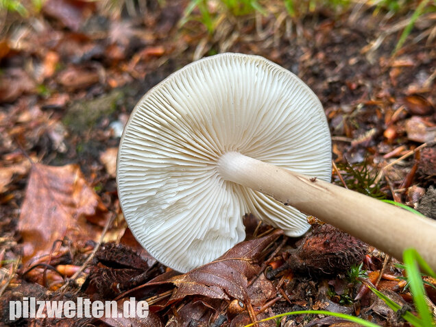 Wurzelnder Schleimrübling, Grubiger Wurzelrübling, Hymenopellis radicata