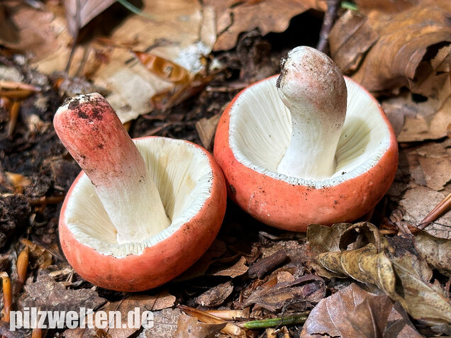 Zinnoberroter Täubling, Harter Zinnobertäubling, Russula rosea