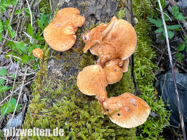 Bienenwabenporling, Waben-Stielporling, Neofavolus alveolaris