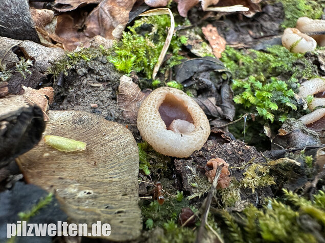 Braunvioletter Brandstellenbecherling, Violetter Becherling, Geoscypha violacea