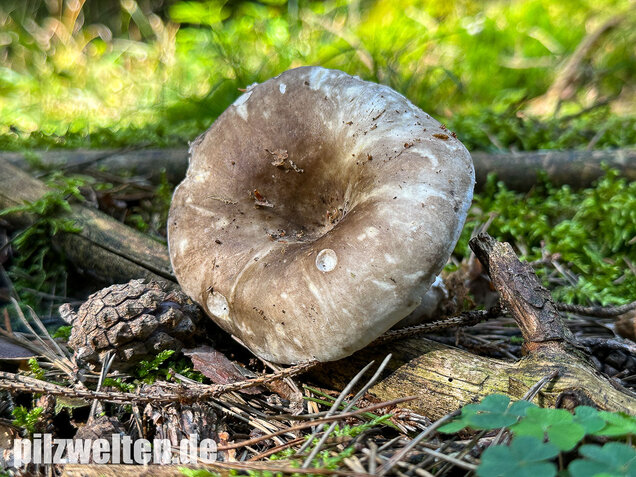 Dichtblättriger Schwärztäubling, Russula densifolia