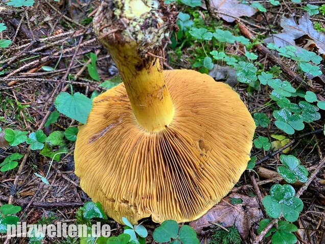Dottergelber Klumpfuß, Cortinarius meinhardii