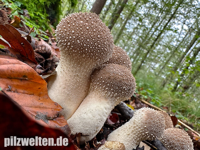 Flaschenstäubling, Flaschenbovist, Lycoperdon perlatum