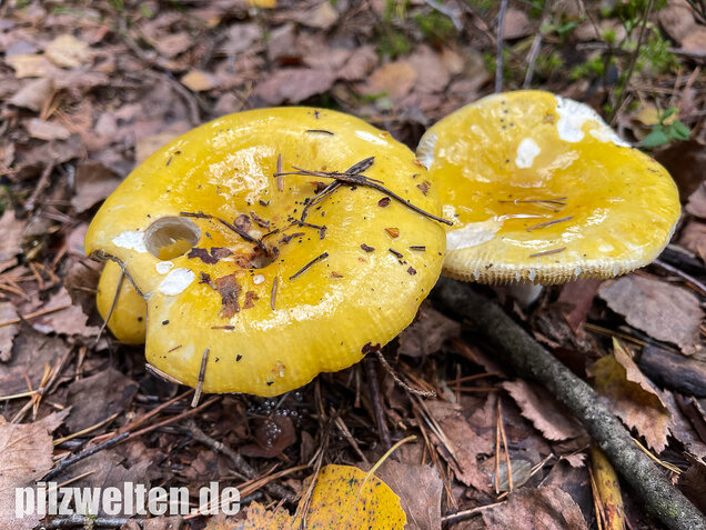 Gelber Graustieltäubling, Russula claroflava
