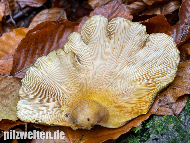 Gelbstieliger Muschelseitling, Sarcomyxa serotina