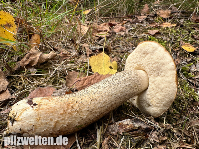 Gemeiner Birkenpilz, Langfuß, Birkenraufuß, Leccinum scabrum