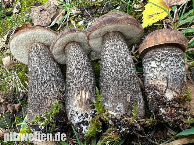 Gemeiner Birkenpilz, Langfuß, Birkenraufuß, Leccinum scabrum