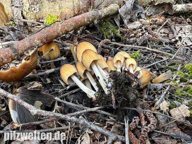 Glimmertintling, Coprinellus micaceus
