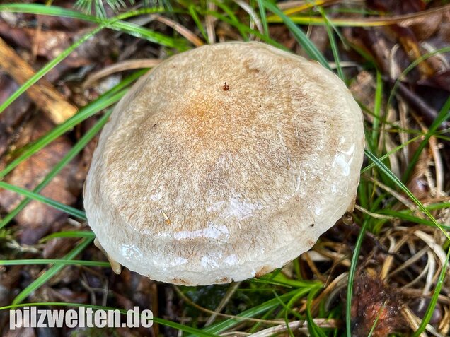 Grauer Lärchenröhrling, Suillus viscidus