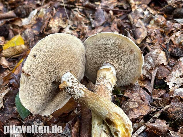 Grauer Lärchenröhrling, Suillus viscidus