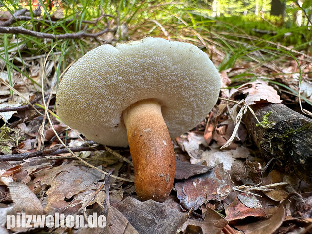 Hasenröhrling, Zimtröhrling, Gyroporus castaneus