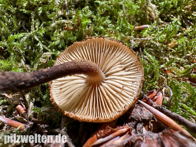 Igelschüppchenschnitzling, Phaeomarasmius erinaceus