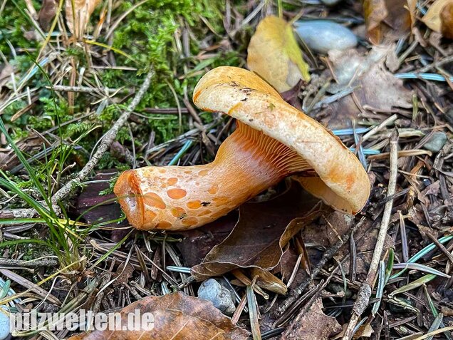 Lachsreizker, Lactarius salmonicolor