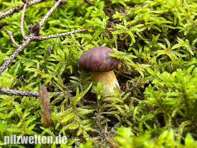 Maronenröhrling, Imleria badia