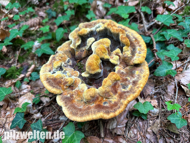 Nadelholzbraunporling, Phaeolus schweinitzii