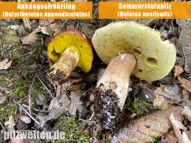 Sommersteinpilz, Boletus aestivalis