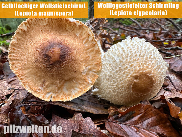 Gelbflockiger Wollstielschirmling, Lepiota magnispora