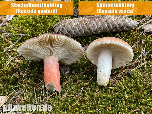 Speisetäubling, Russula vesca