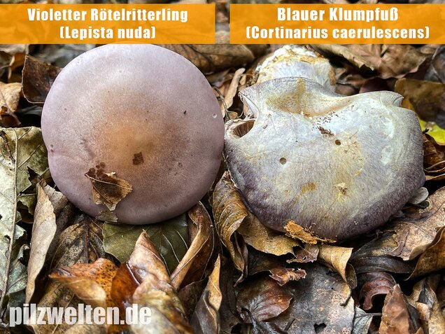 Violetter Rötelritterling, Lepista nuda