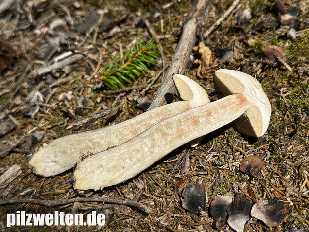 Rötender Birkenpilz, Leccinum oxydabile