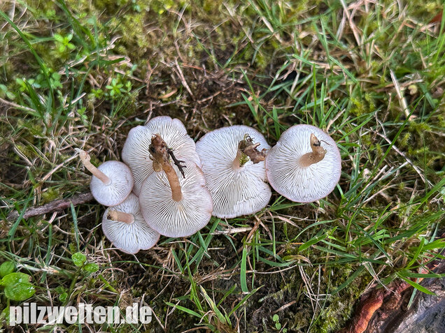 Rosenroter Schönkopf, Rugosomyces persicolor
