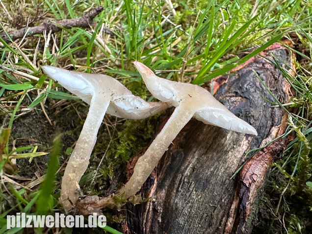 Rosenroter Schönkopf, Rugosomyces persicolor