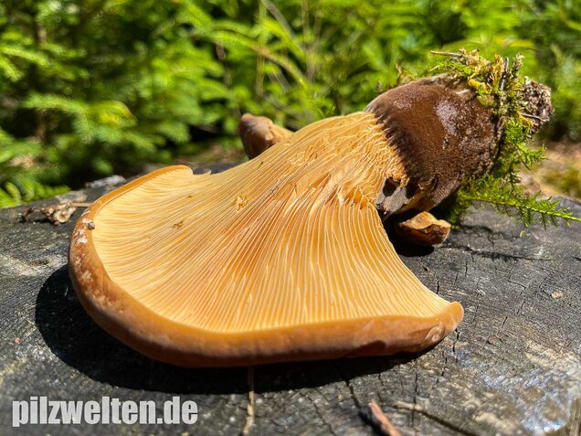 Samtfußkrempling, Tapinella atrotomentosa