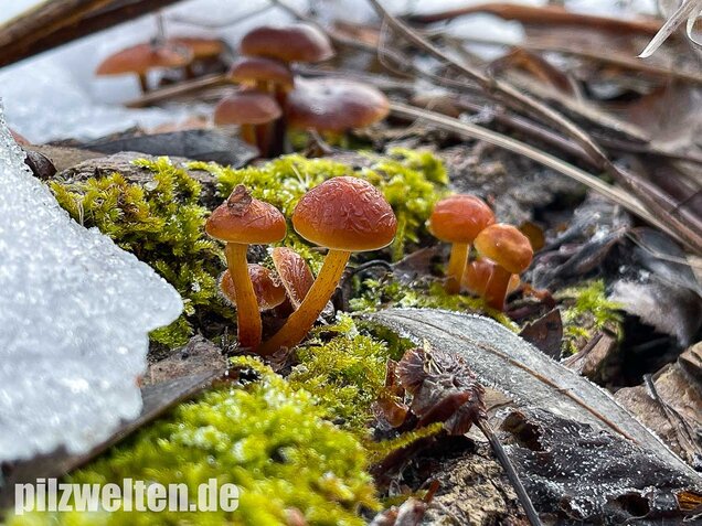 Samtfußrübling, Winterrübling, Flammulina velutipes