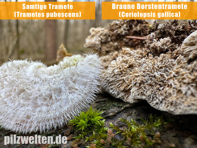 Samtige Tramete, Trametes pubescens