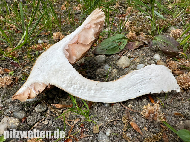 Schlehenrötling, Blasser Frühlingsrötling, Entoloma sepium