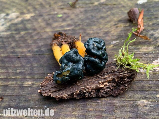 Schwarzgrünes Gallertkäppchen, Leotia viscosa