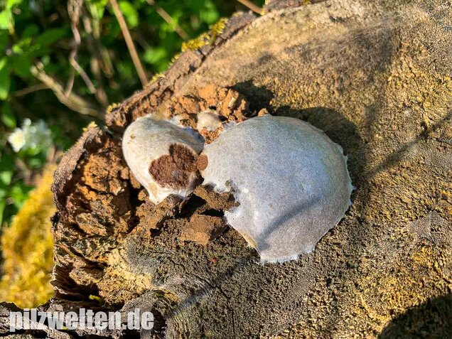 Stäublings-Schleimpilz, Enteridium lycoperdon