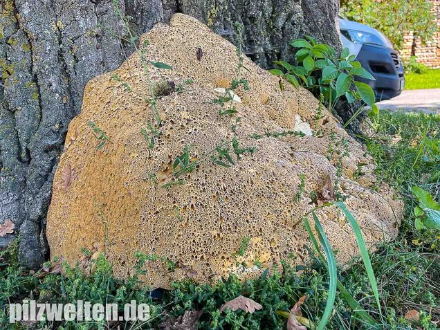 Tropfender Schillerporling, Pseudoinonotus dryadeus