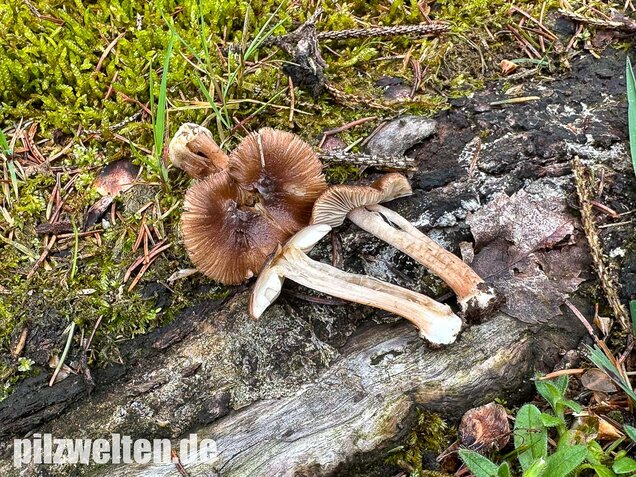 Rübenfüßiger Risspilz, Inocybe napipes