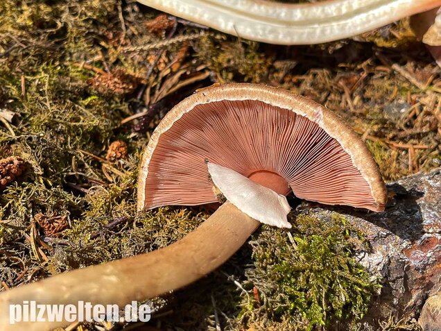Kleiner Waldchampignon, Agaricus silvaticus