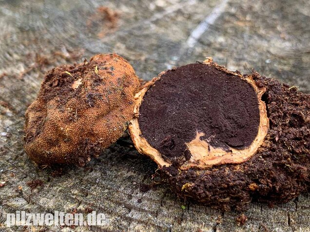 Warzige Hirschtrüffel, Elaphomyces granulatus