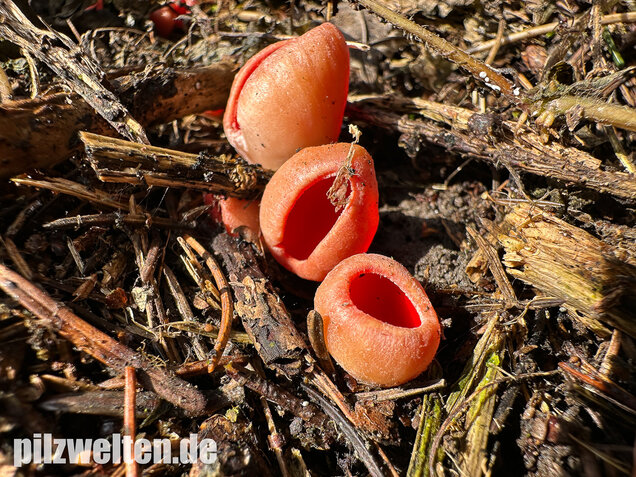 Scharlachroter Kelchbecherling, Österreichischer Prachtbecherling, Sarcoscypha austriaca & coccinea