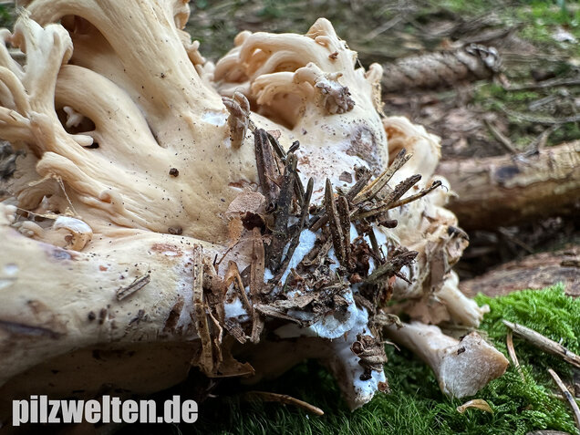 Bauchwehkoralle, Blasse Koralle, Ramaria pallida