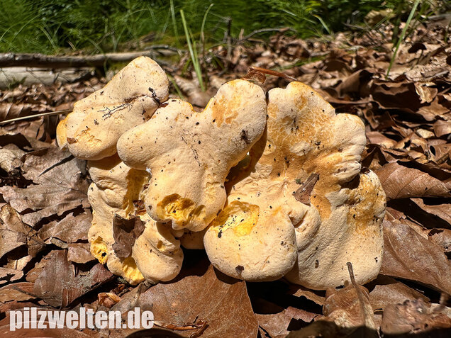 Blasser Pfifferling, Laubwaldpfifferling, Cantharellus pallens