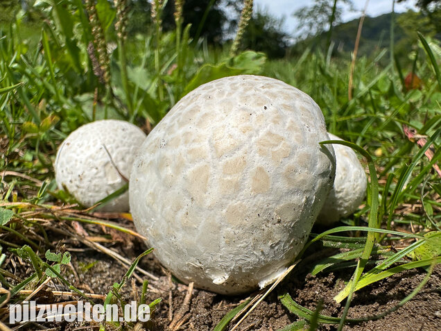 Bleigrauer Zwergbovist, Bleibovist, Bovista plumbea