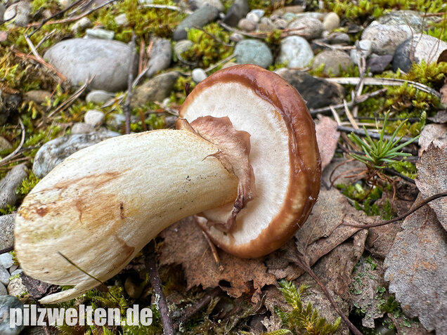 Butterpilz, Butterröhrling, Suillus luteus