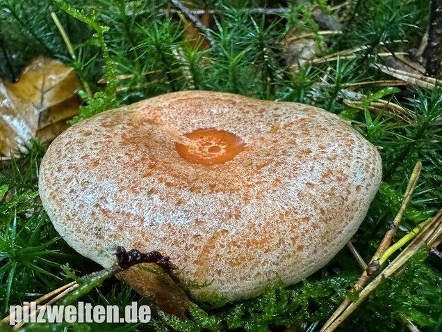 Edelreizker, Kiefernreizker, Blutreizker, Lactarius deliciosus