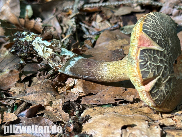 Falscher Rotfußröhrling, Düsterer Rotfußröhrling, Xerocomellus porosporus