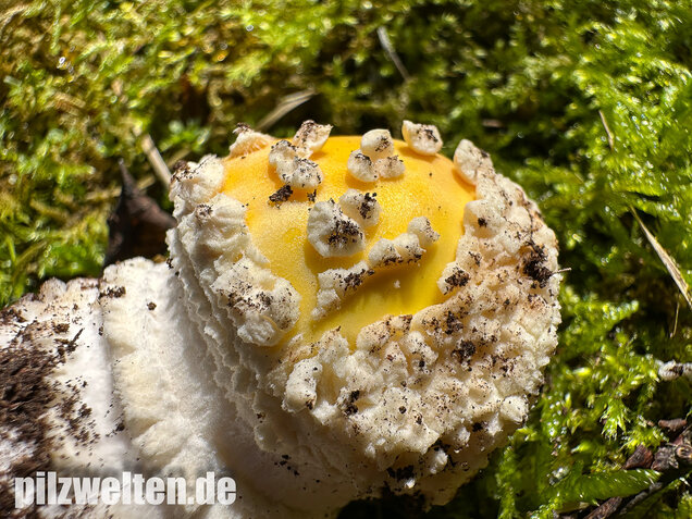 Gelber Fliegenpilz, Amanita muscaria var. formosa
