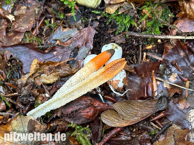 Gemeine Hundsrute, Mutinus caninus