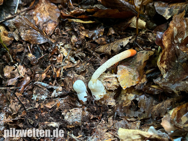 Gemeine Hundsrute, Mutinus caninus