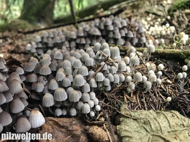 Gesäter Tintling, Coprinellus disseminatus