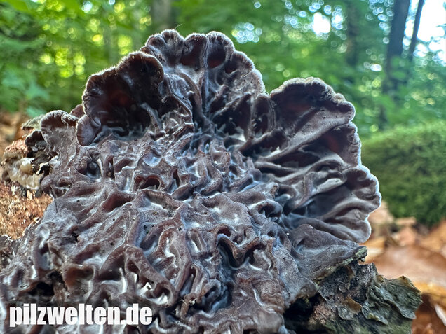 Gezonter Ohrlappenpilz,  Auricularia mesenterica